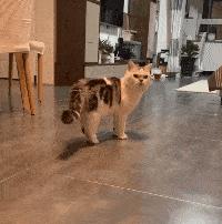 猫胀气放屁原因有哪些,猫咪肚子胀气一直放屁