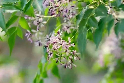 如果你来淄博，一定要来西六路，打卡美丽的苦楝树