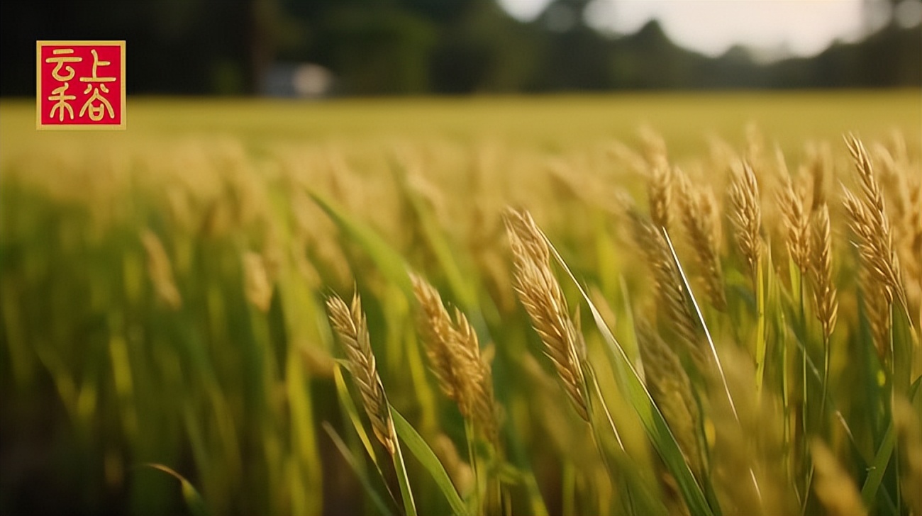 云上禾谷全国生意怎么样,云上禾谷商业模式