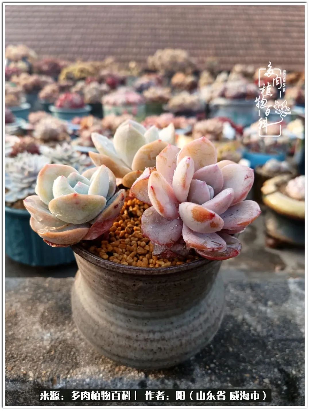 浜洪棿鐑熺伀鑷湁涓囧崈棰滆壊,浜洪棿鐑熺伀鐨嗘槸骞冲嚒棰滆壊