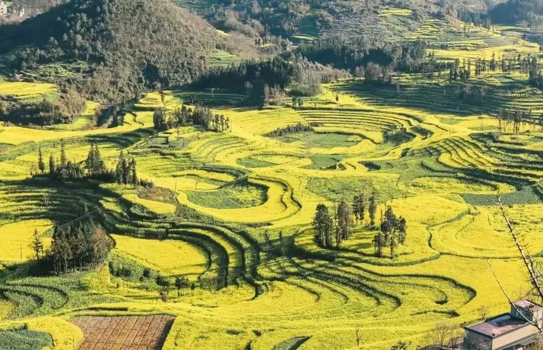 2022花海盛开,2022春季花海