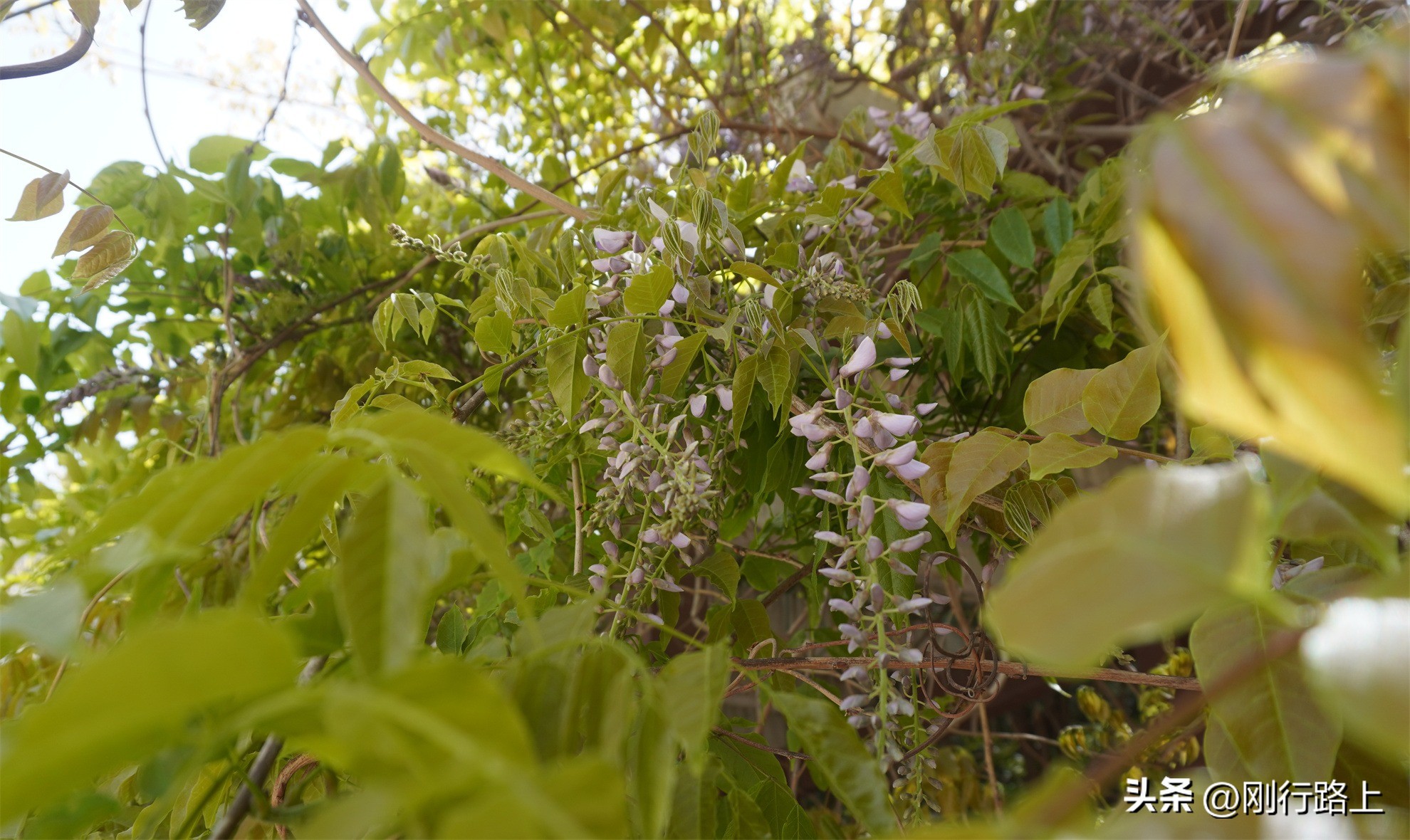 南山千年紫藤怎么走,南山千年紫藤观赏