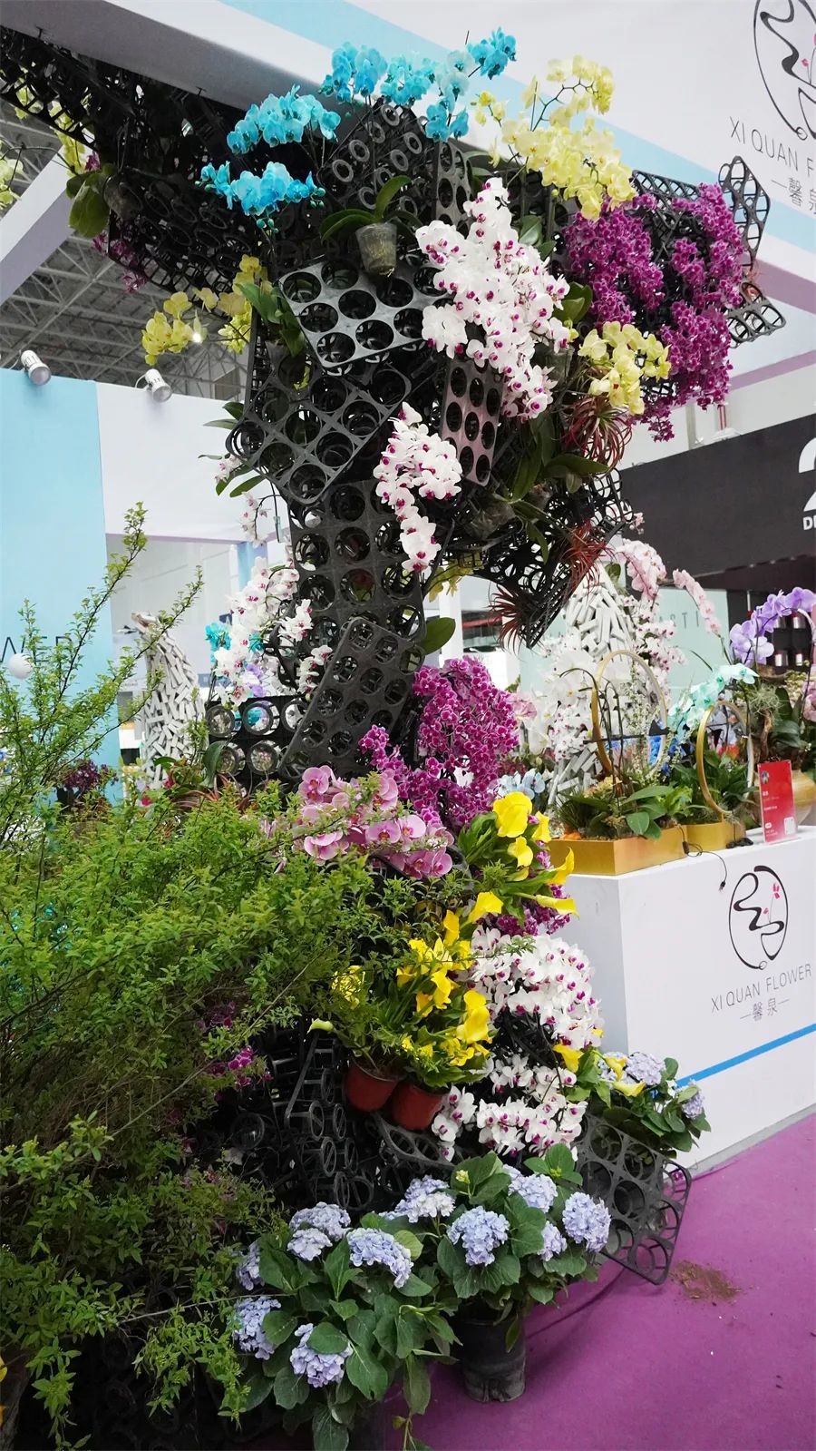 镇店之宝被抢购，“亚洲最美花展”上盆栽“吸睛”又“吸金”