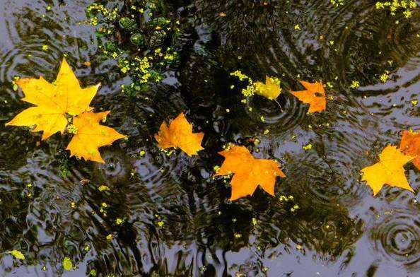 特别喜欢清代诗人袁枚的这首小诗,袁枚十首有名的诗春风