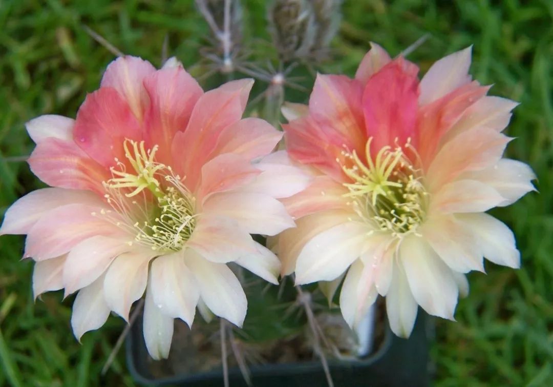 200种·仙人球开花图鉴，大开眼界，美到爆