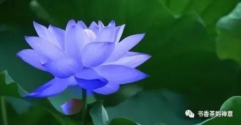 雨天喝茶去哪里,雨天周末喝茶