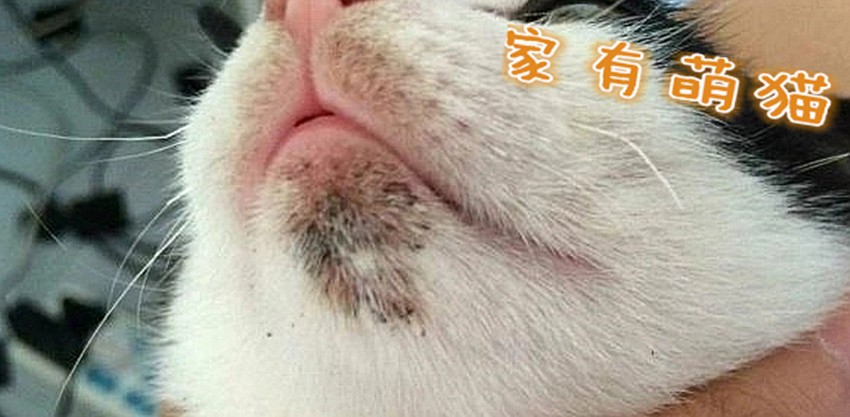 猫咪常见的皮肤病配图和名称,养猫常见病