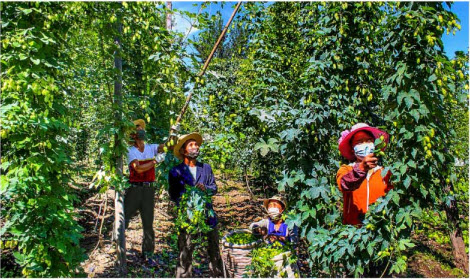 朝鲜啤酒哪个牌子出名,中国啤酒在韩国为什么那么火
