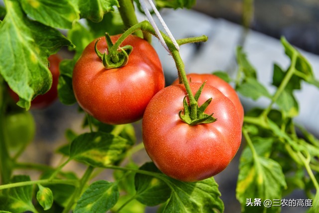 番茄怎么打叉枝才能高产稳产,番茄坐果整枝的正确方法