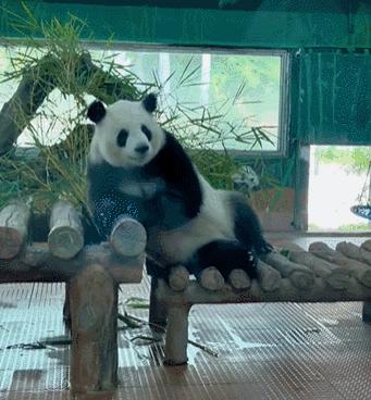 谁懂啊！回南天的养狗人家，惨过住鸡圈！pang臭！