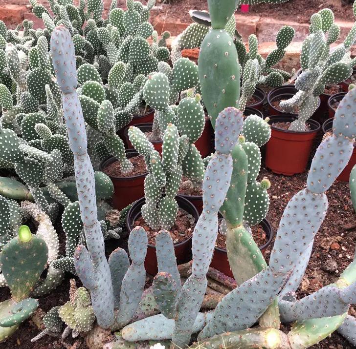 各种仙人掌的种植,仙人掌是扦插好还是带根种植好