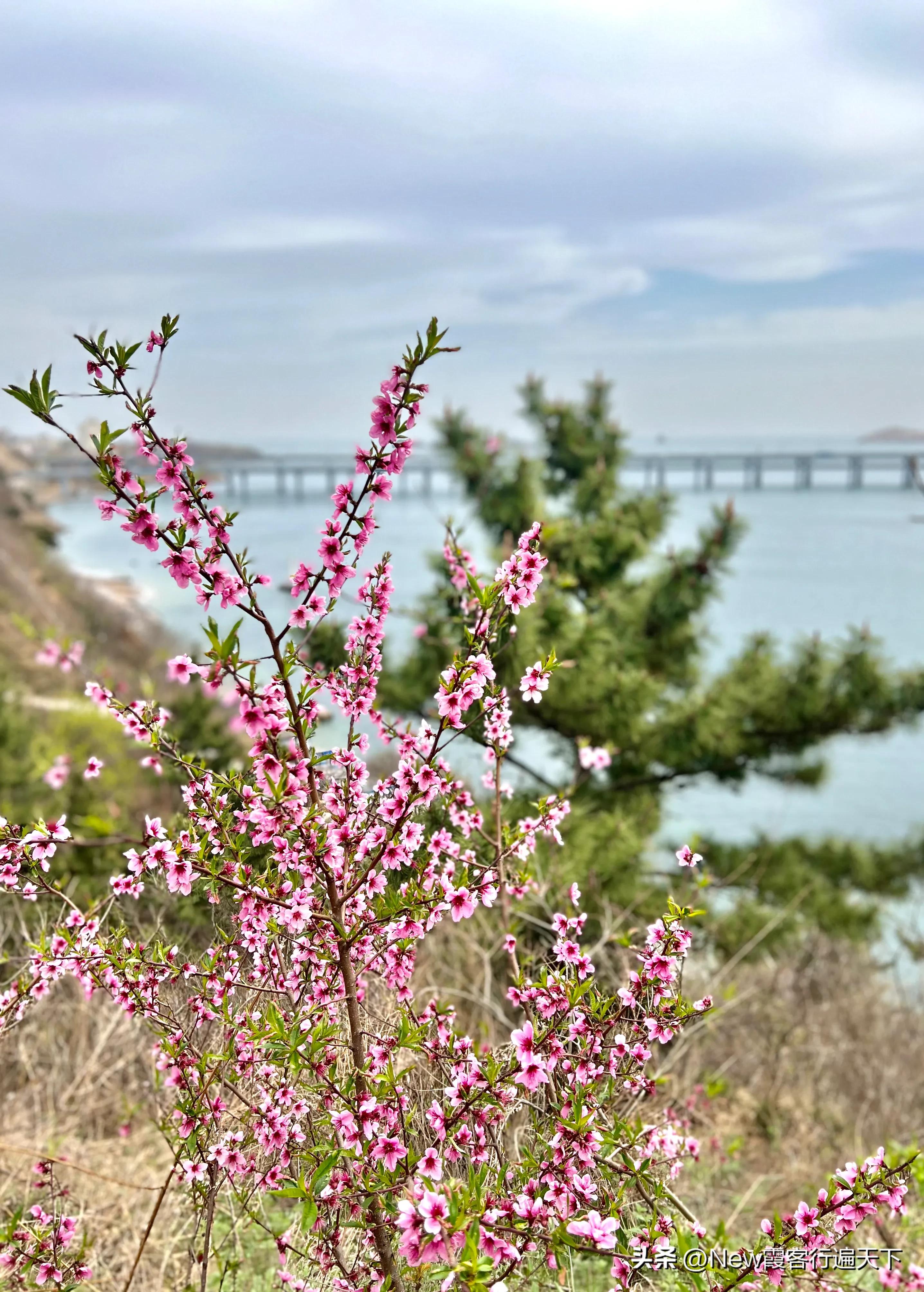 大连滨海路木栈道旅游攻略,周末徒步徜徉大连山海美景