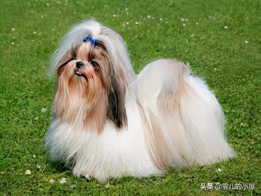 如何让你挑到称心如意的犬类宠物？一起来看看这份宝典指南吧