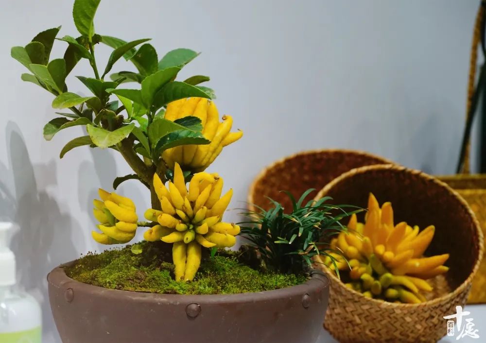 一杯佛柚,一份福佑,宝藏“佛柚”在厦门佛事展彻底火了