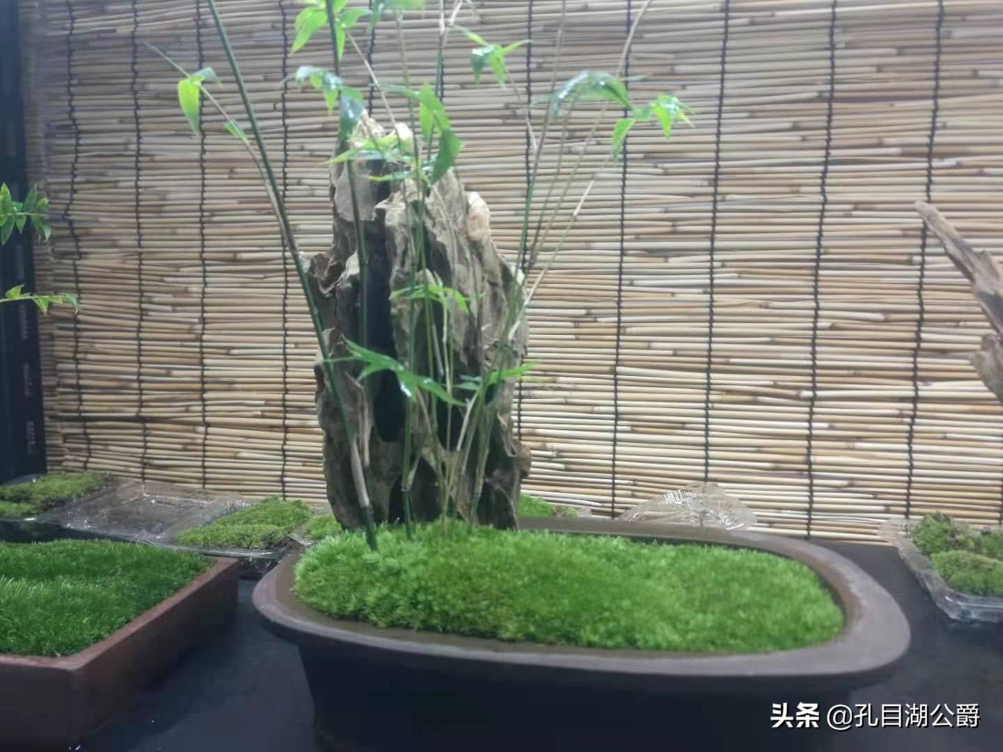 南昌市千花伴花鸟市场,千花伴花鸟市场和南昌花鸟市场