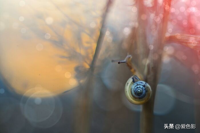 光影斑驳中，长笑蜗牛戴屋行