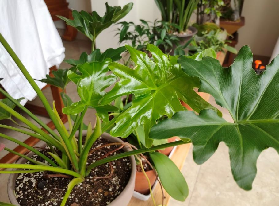 盆土板结最简单方法,盆土板结小妙招