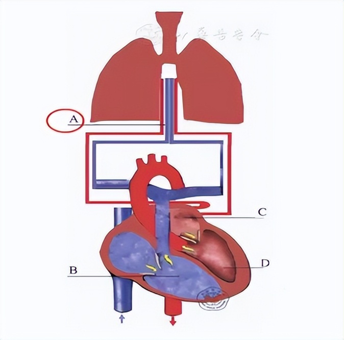 车向明大夫,车向明