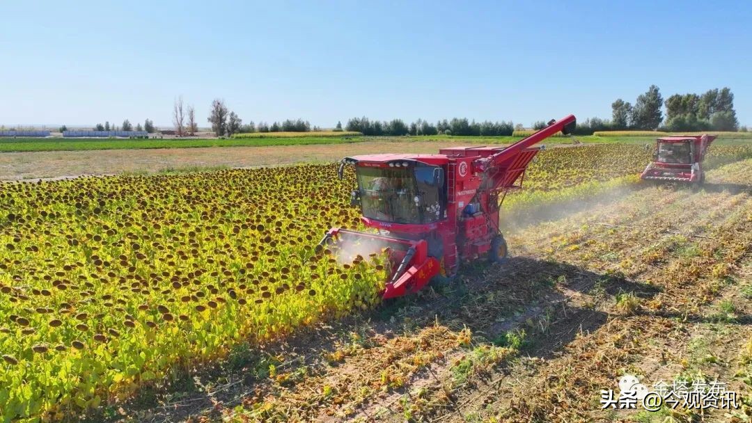 “风”景变“丰”景！——金塔县：“花田”喜事多向日葵喜丰收