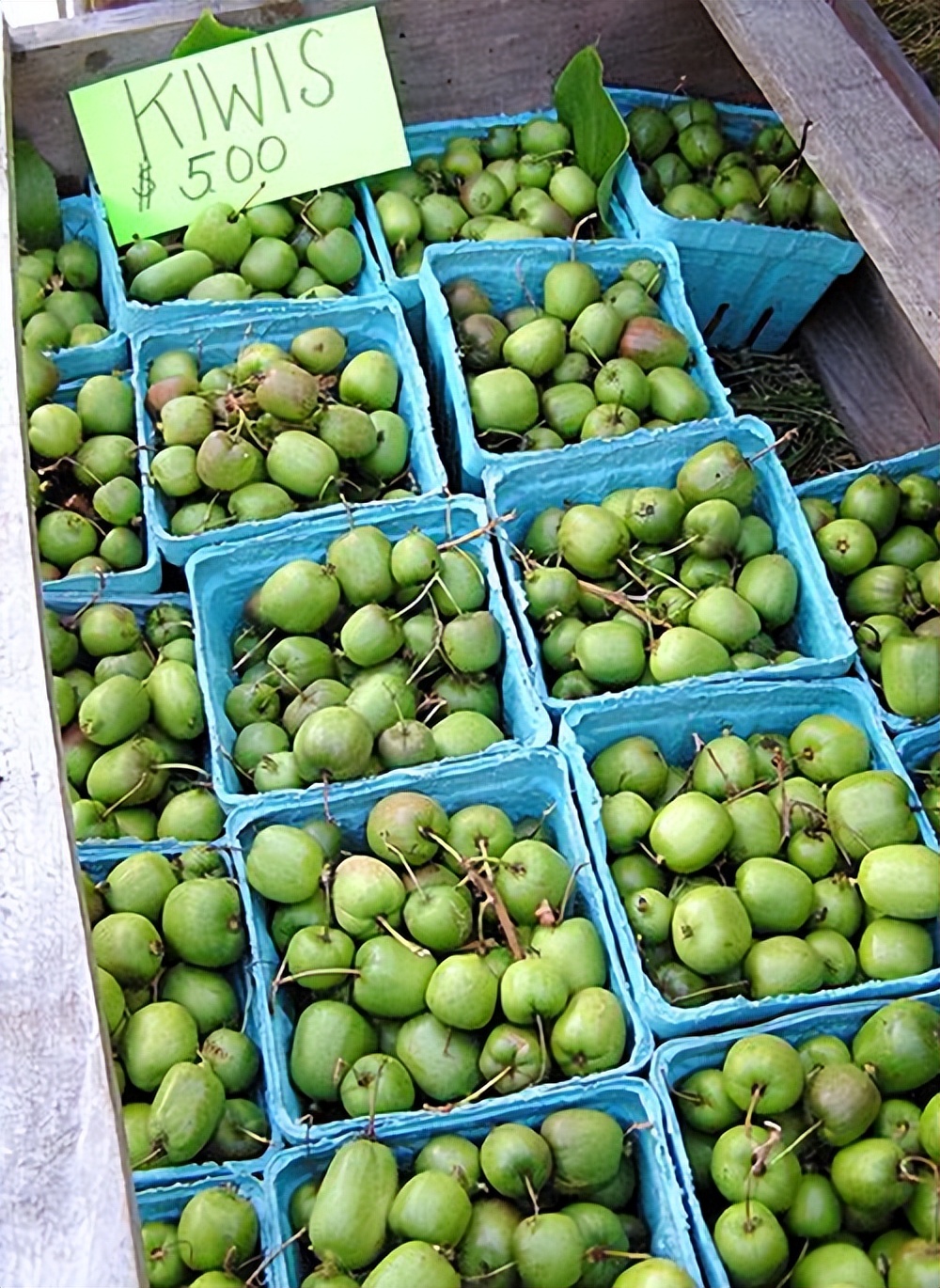 新西兰弄走了湖北猕猴桃，还让中国人付版权费？