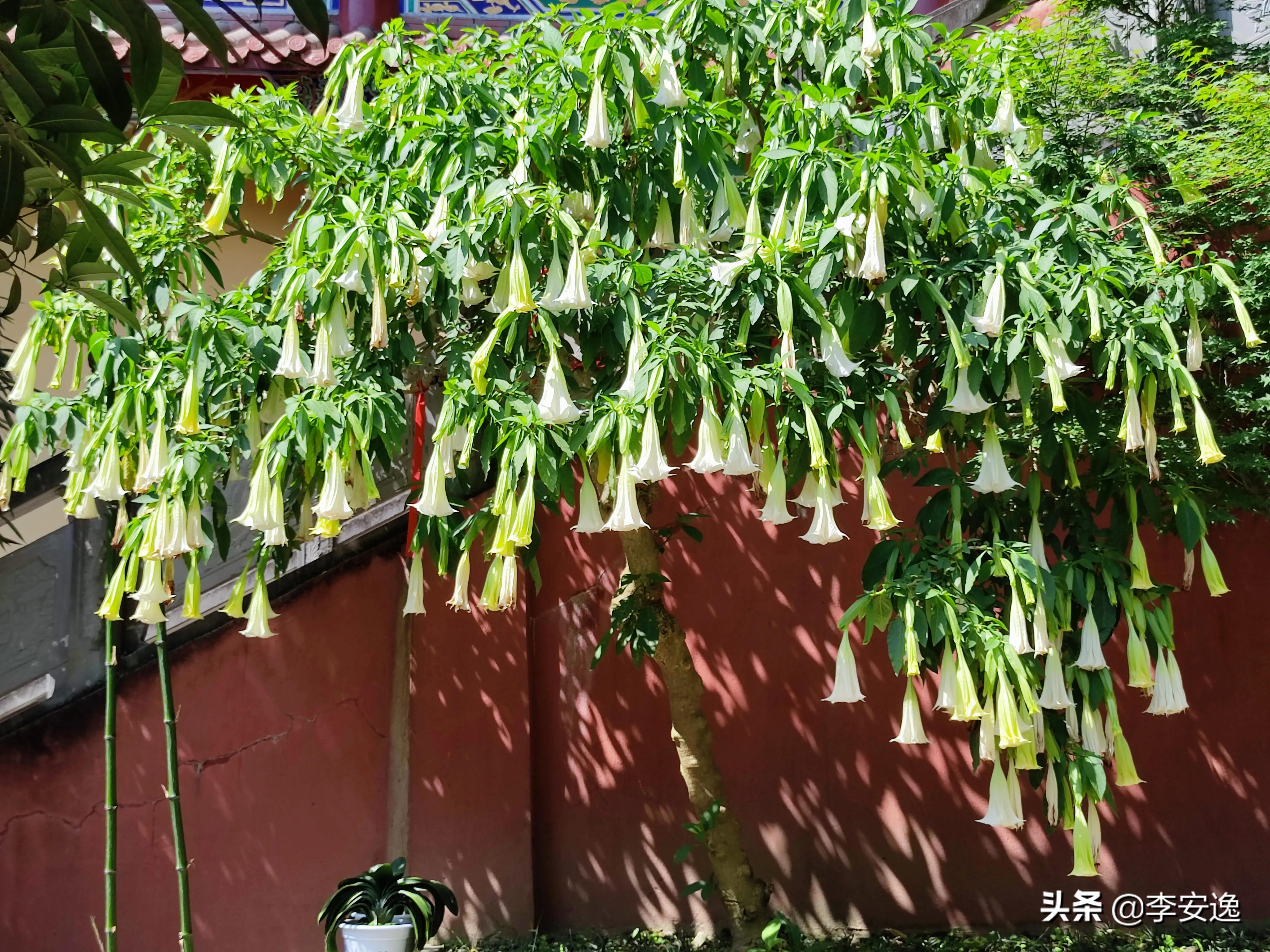 白云寺是一座皇家寺院,成都白云寺图片