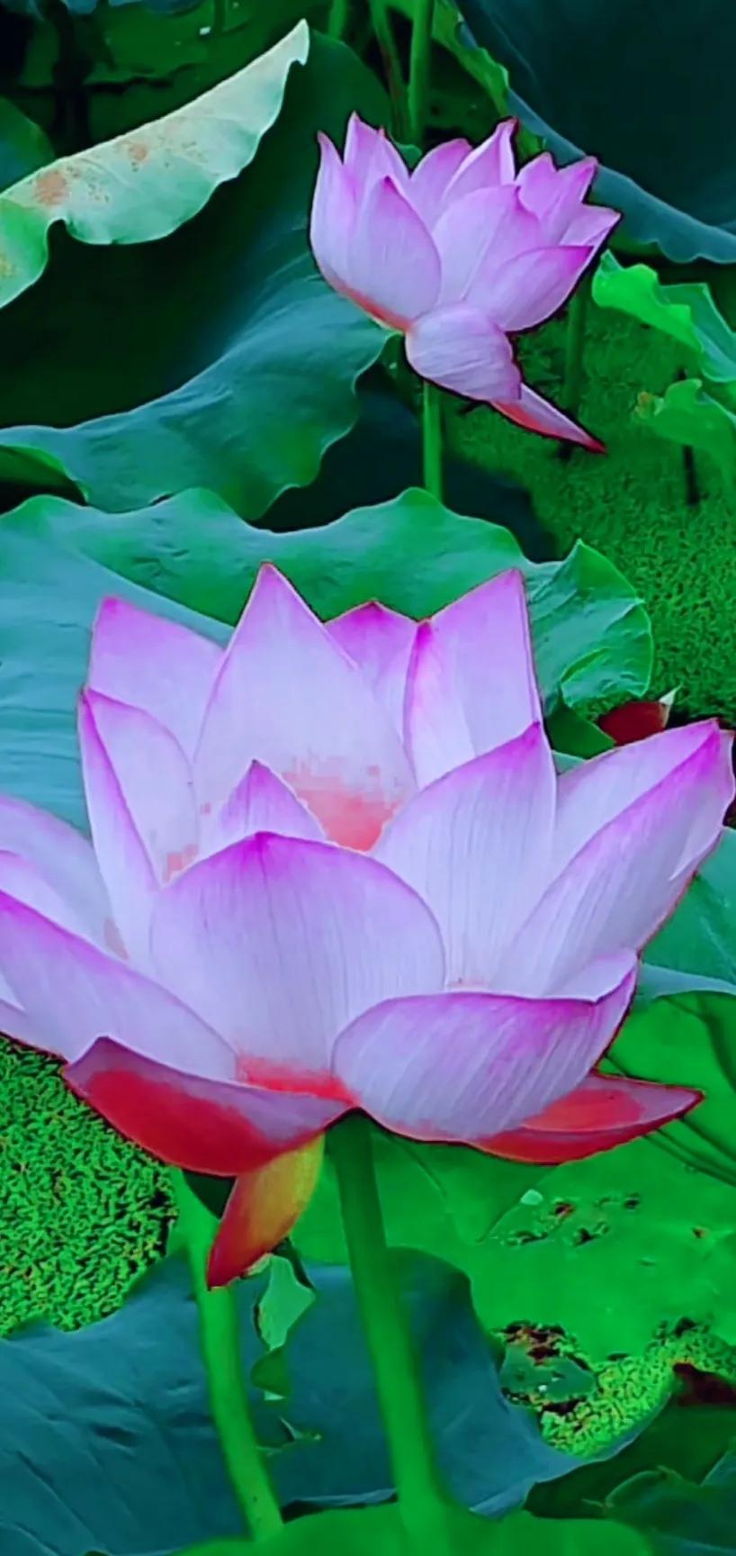 夏日美丽的荷花图片,荷花图片配上字映日荷花别样红