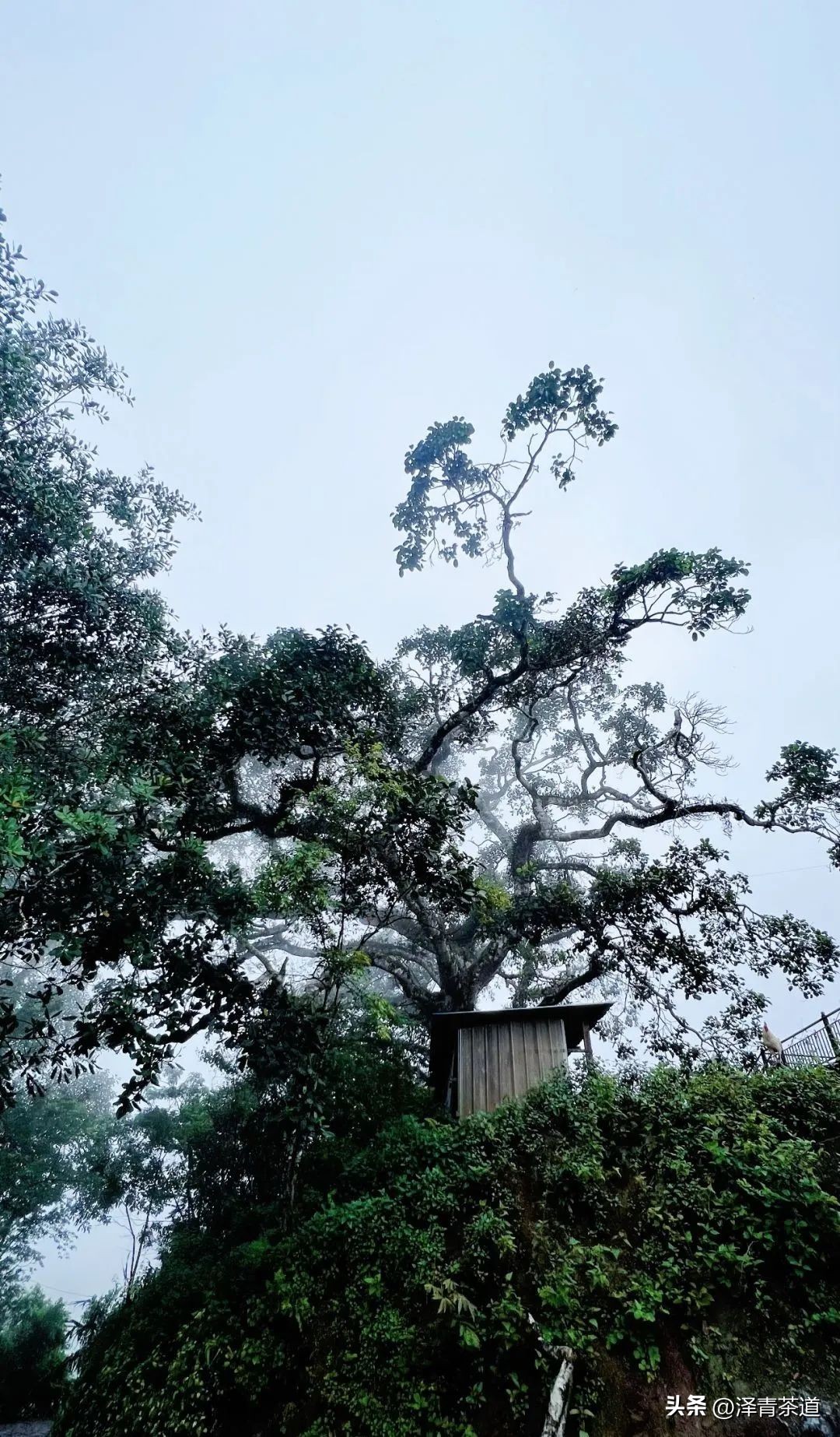 易武六大茶山茶的特点,易武茶的特点
