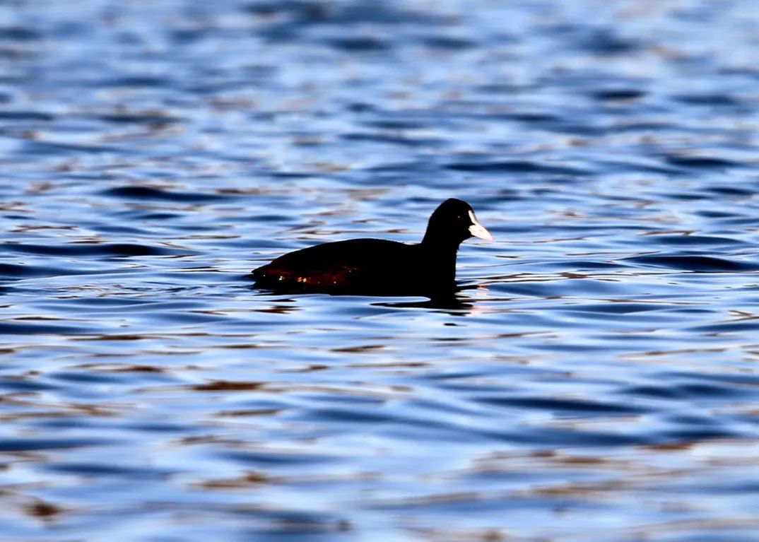 候鸟归来春回乌海,候鸟归来鄱湖的秋天