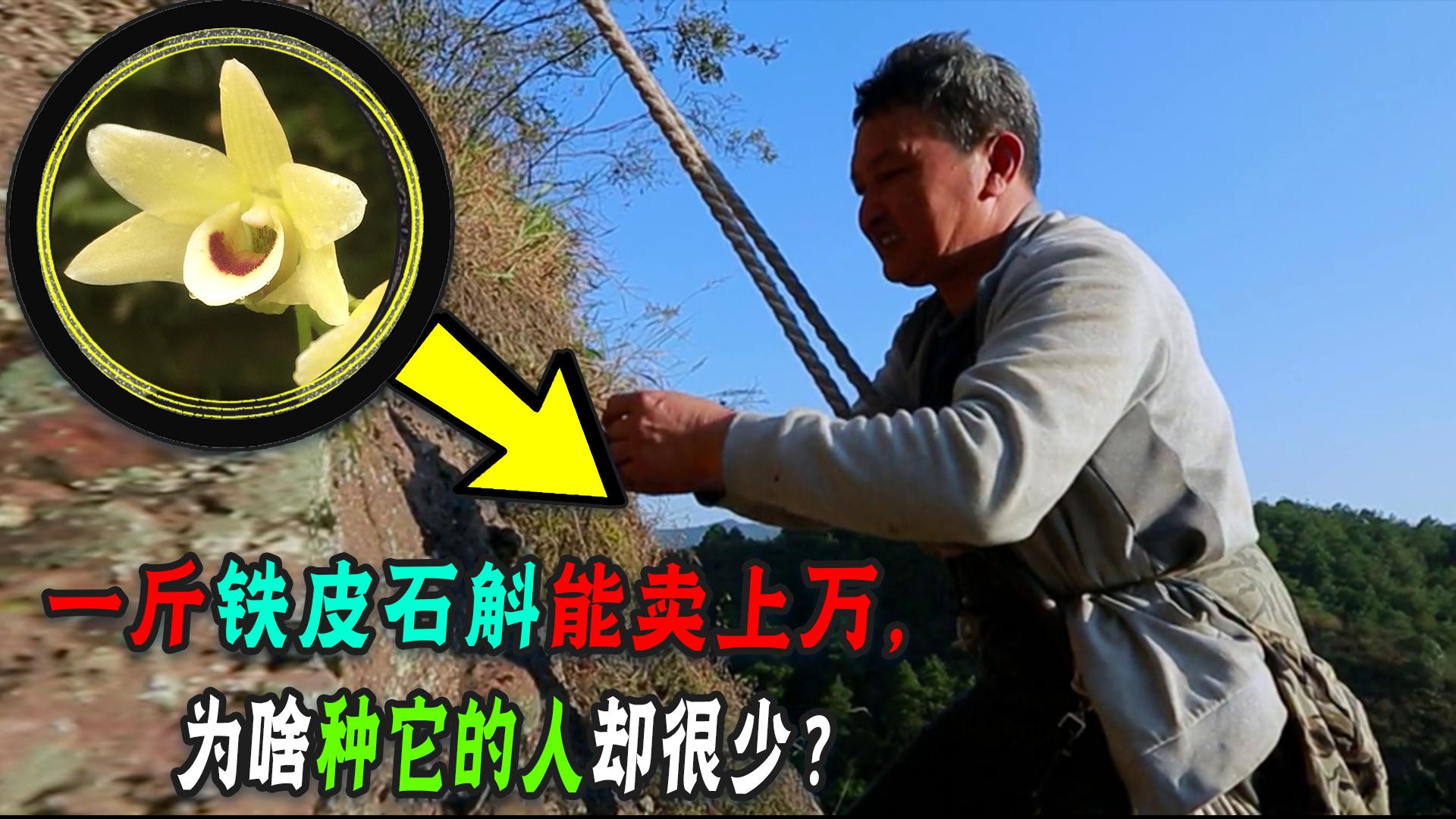 曾卖300元一斤的水果现在卖不出,真正的铁皮石斛在哪里能买得到