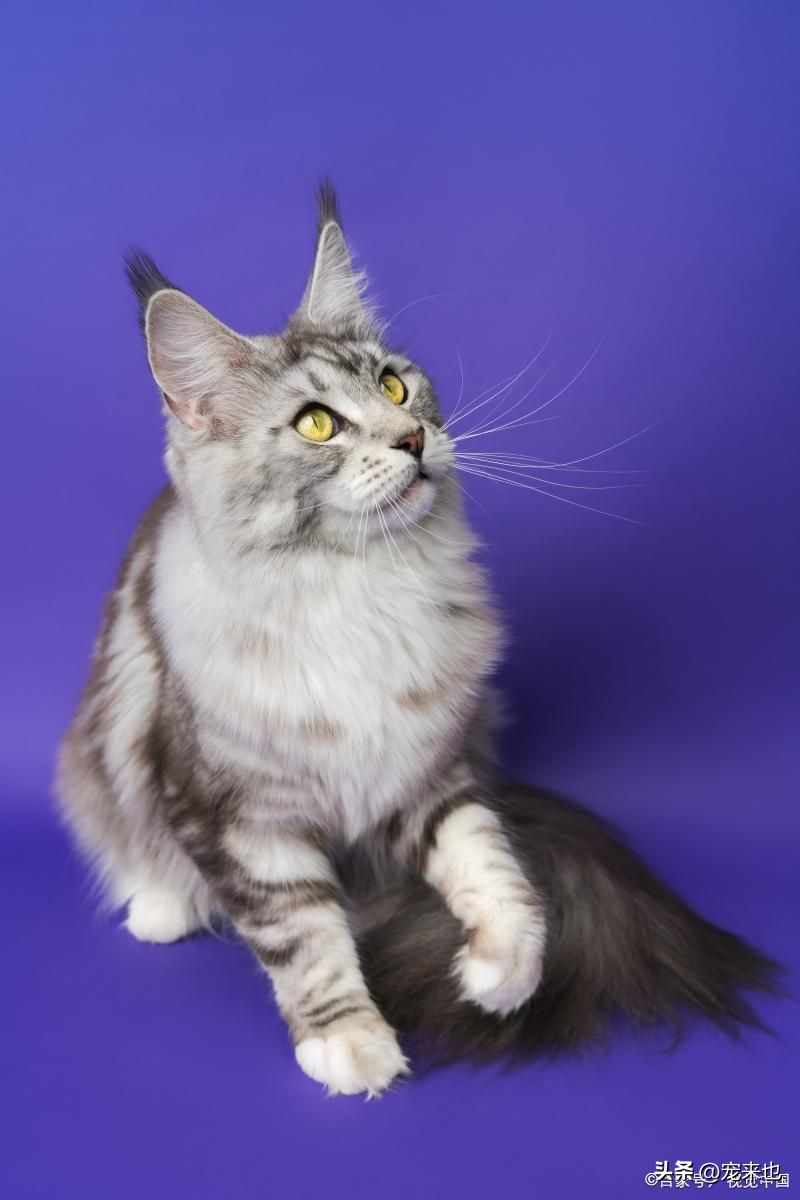 缅因猫优点和缺点,缅因猫在哪买最合适