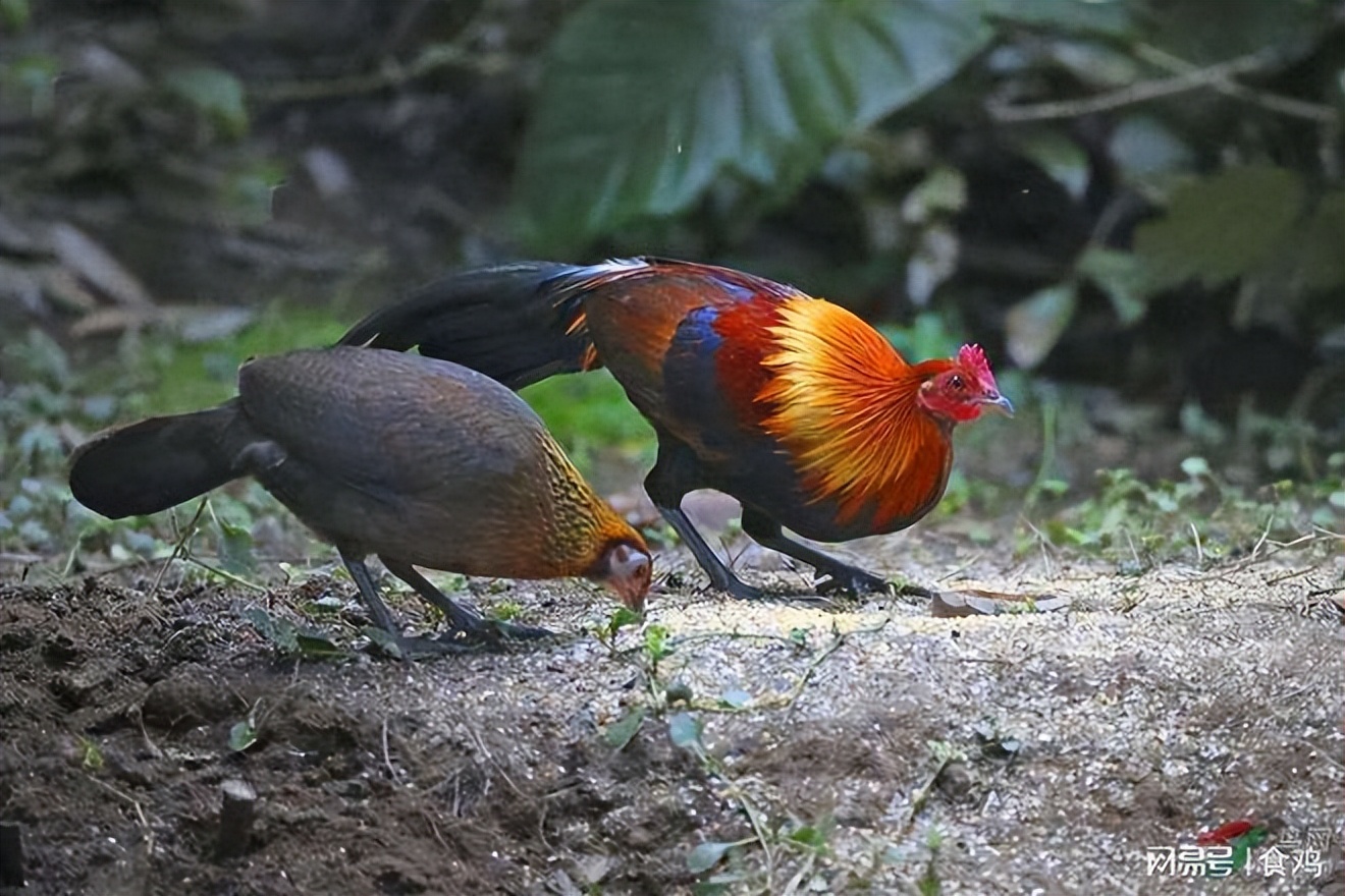 上古中国发展史全过程,华夏民族发展历程全解