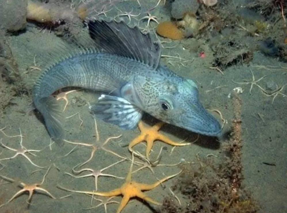 南极冰鱼为什么会苦,南极鱼能在冰天雪地中健康生长