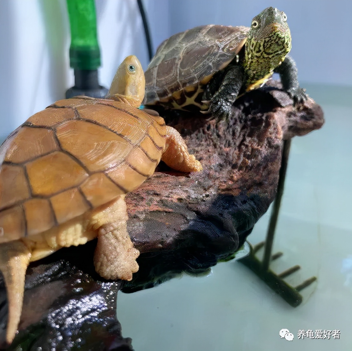 在药死了无数龟之后，你可有好好地总结一下？