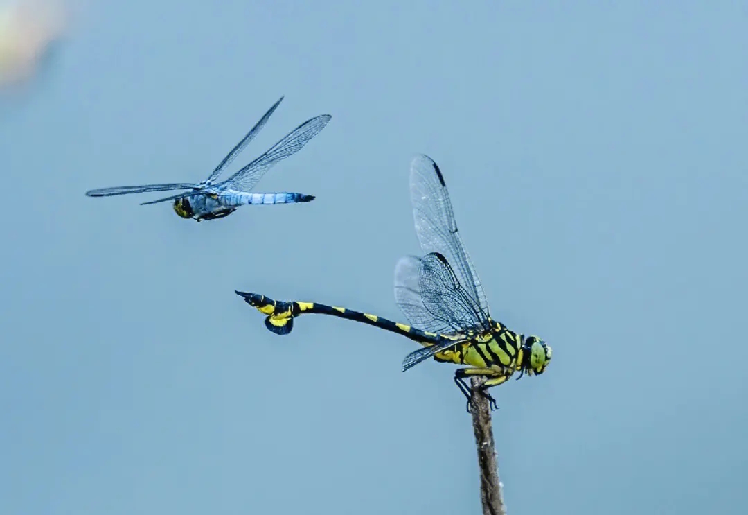蜻蜓为什么能活过四次大灭绝,为什么现在很少见成群的蜻蜓