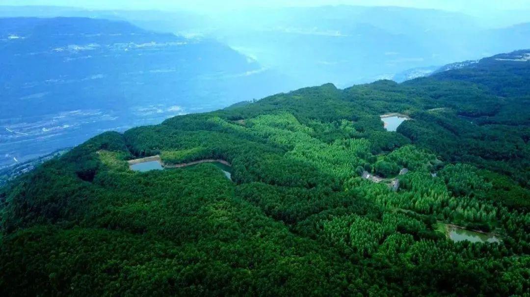 中国庭园风景区,中国庭园梨树