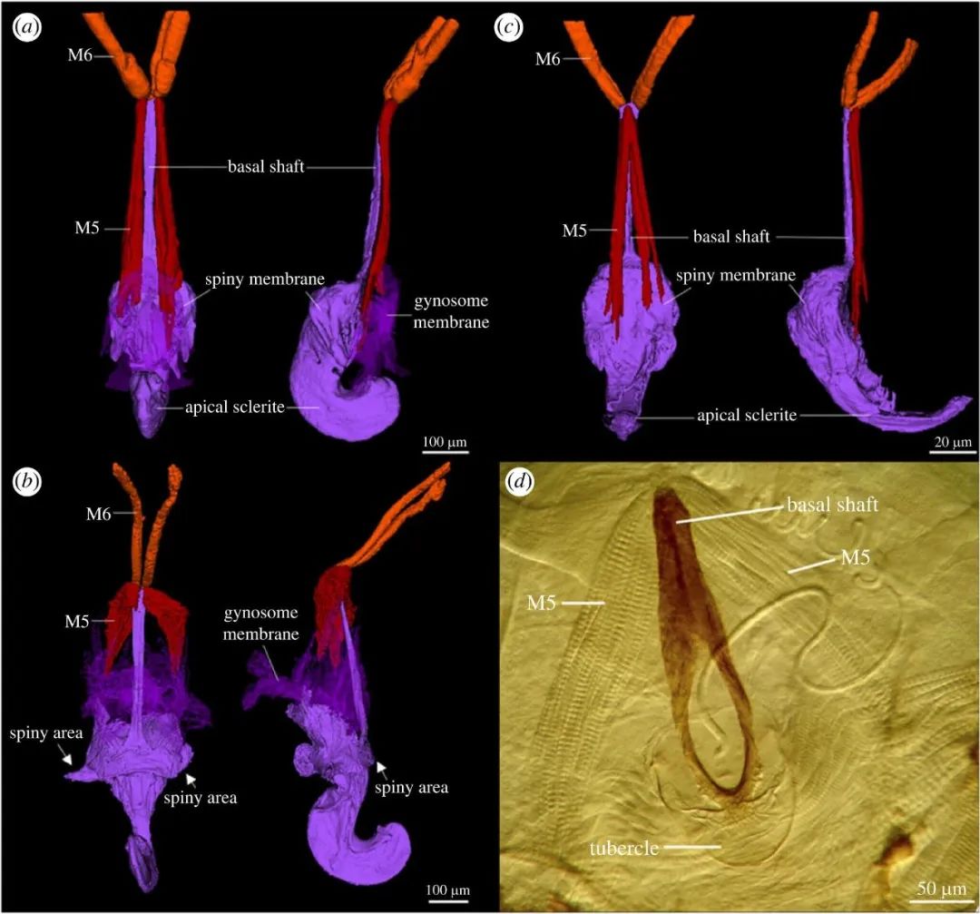 这些雌性的“丁丁”能进入雄性洞口,一次可长达70小时