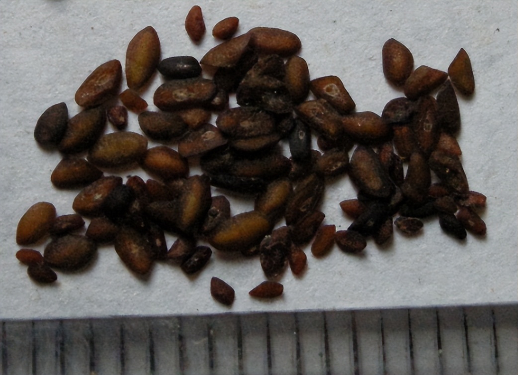 带你认识识别各种车,识别车前子