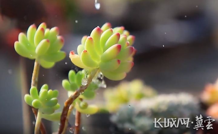 新农人大学生乡村创业,新农人2023乡村振兴返乡创业