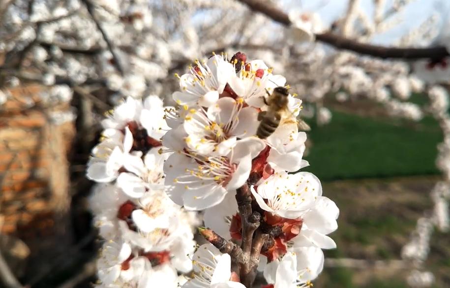 郑州踏青赏花全攻略,郑州最适合踏青赏花的地方