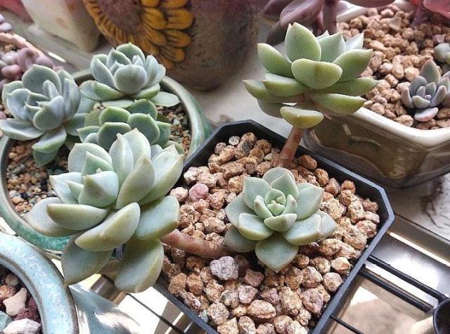 白牡丹叶插怎么养,白牡丹怎么栽培