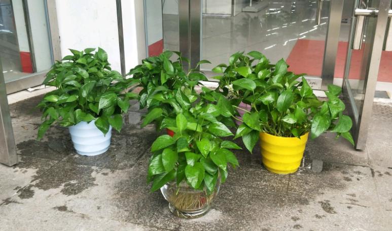 绿萝的养殖方法和注意事项详解,绿萝的养殖方法与注意事项图片