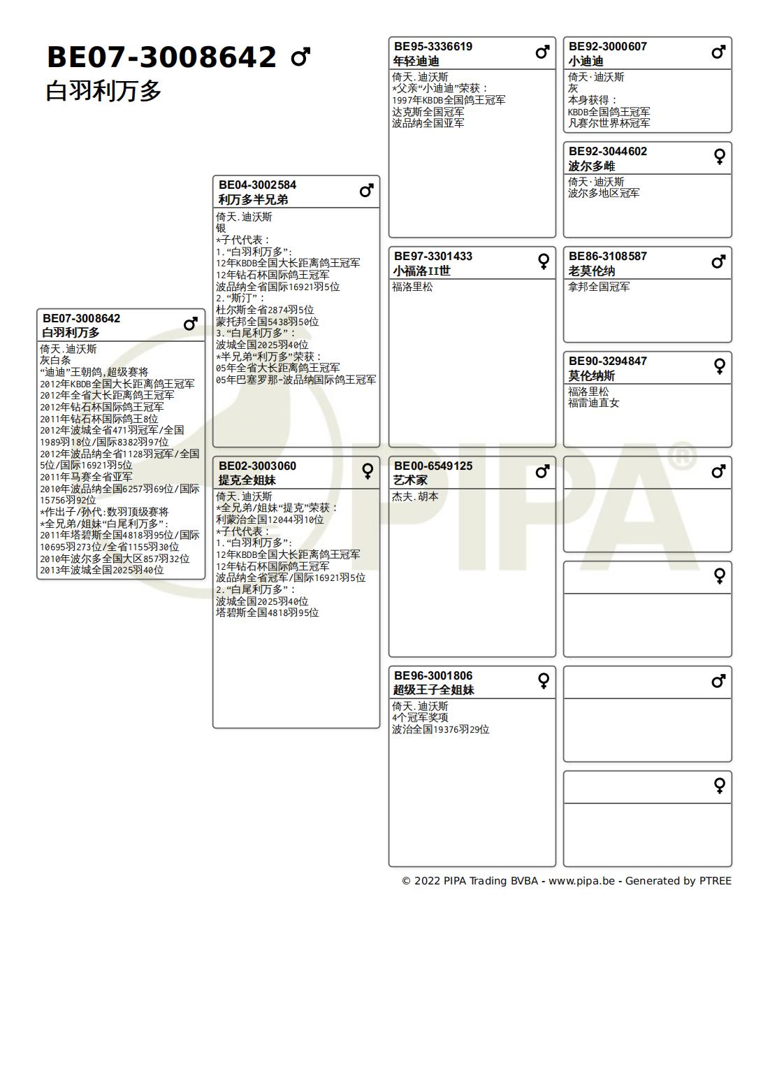 超级赛鸽种鸽,超级种鸽白羽