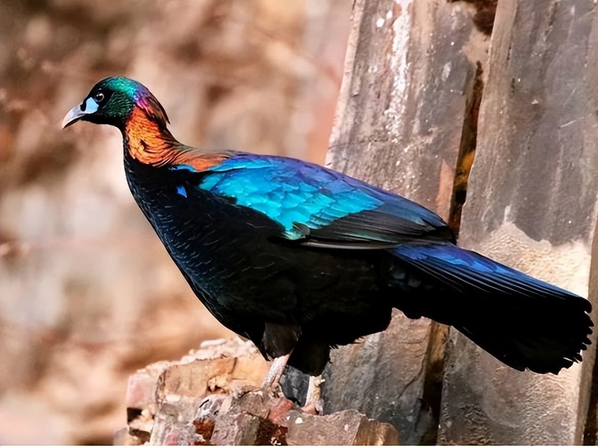 西昌市市鸟,西昌市鸟是哪种