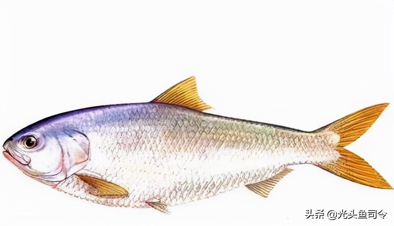 钓鱼钓到保护鱼种放了违法吗,钓鱼犯法的鱼类有哪些种类