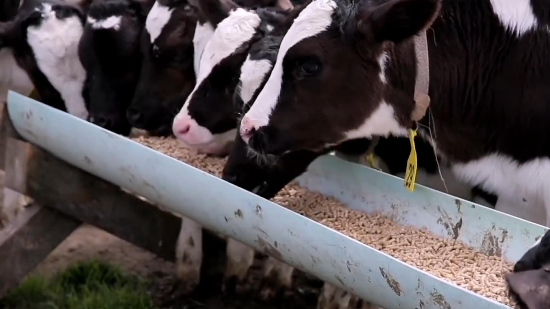 中国屎壳郎为什么备受澳洲欢迎,收购野生屎壳郎违法吗