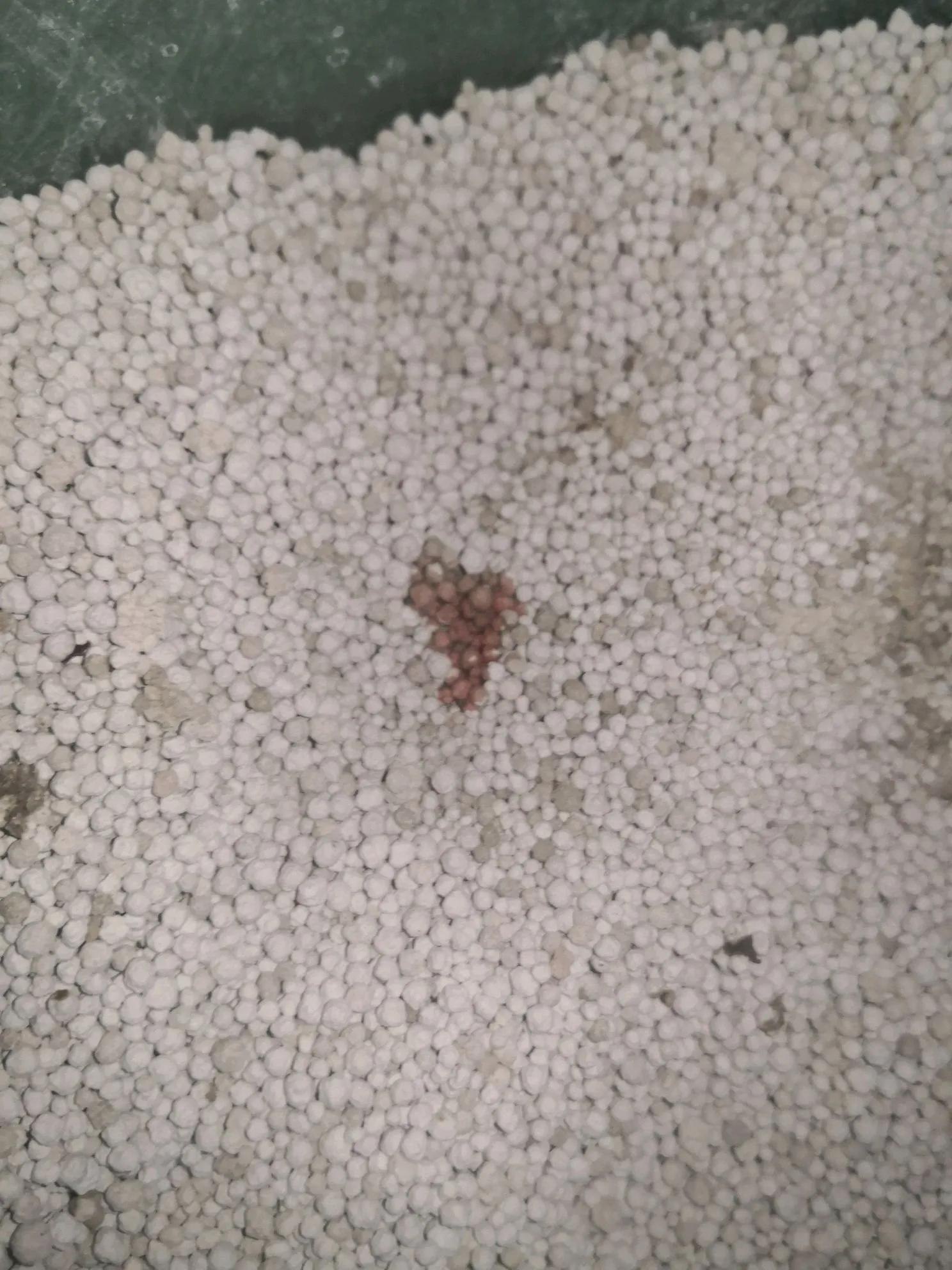 猫咪得了尿闭最快的解决办法,猫咪尿闭后尿失禁会持续多久