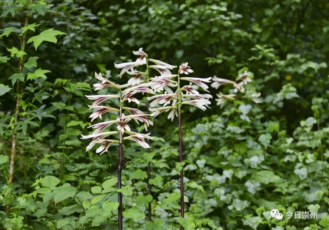 崇州山里的野百合图片,成都大邑野百合花海美景图