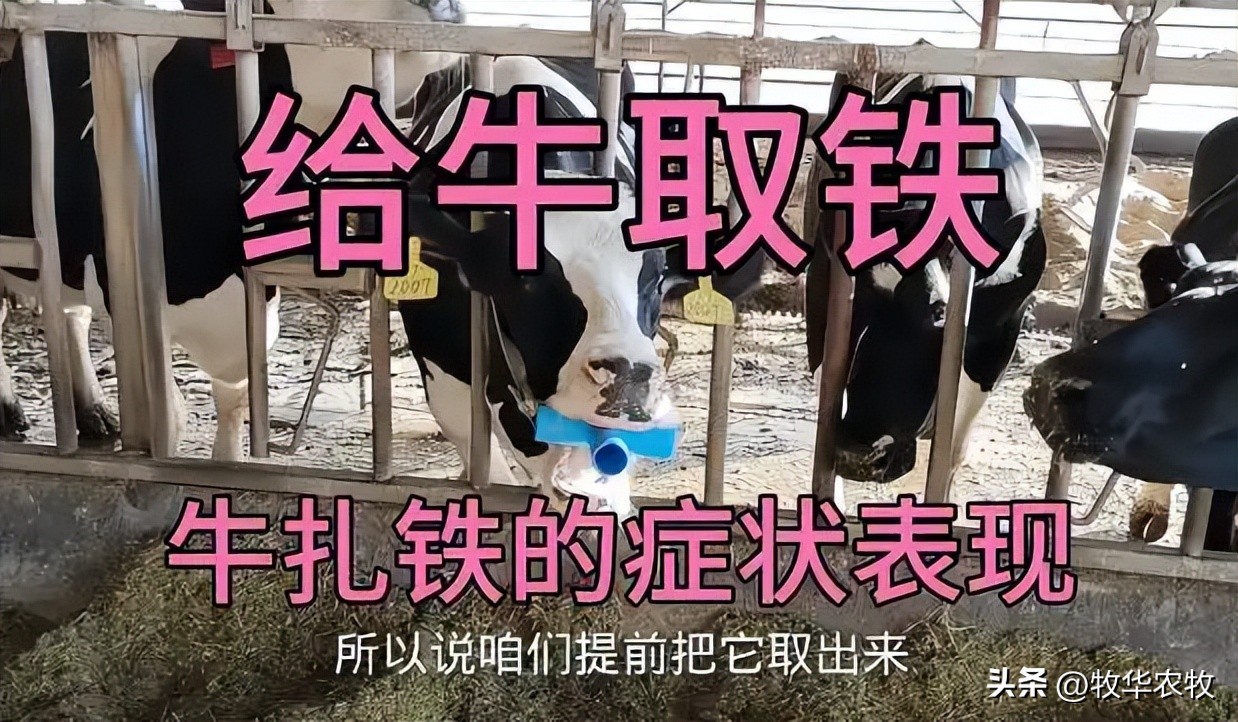 怎么判断牛胃里是不是有铁,牛吃了铁怎么判断还有没有救