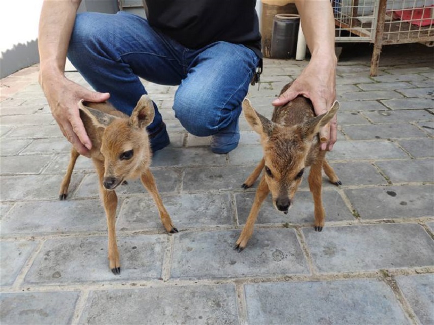 狍子被称为东北第一神兽,东北神兽狍子真的傻吗