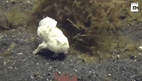 35张悲惨动物照：悲惨小象被捕兽夹弄断鼻子，章鱼被塞进西瓜做菜